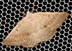 Nearcha tristificata