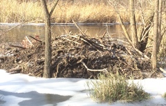 Castor canadensis