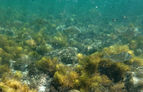 Black bream (Acanthopagrus butcheri) — Sparidae