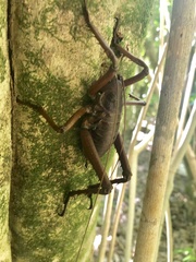 Deinacrida heteracantha