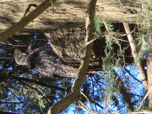 Powerful Owl (Ninox strenua), photo 1