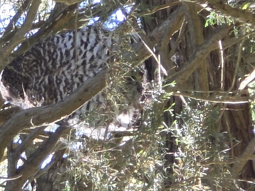 Powerful Owl (Ninox strenua), photo 2