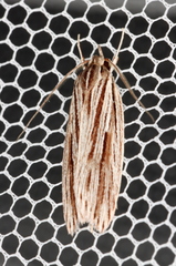 Leistarcha