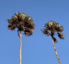 Colpothrinax aphanopetala