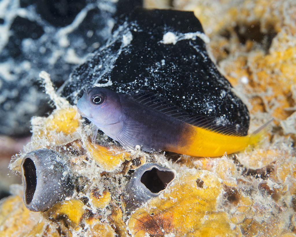 Bicolor Blenny