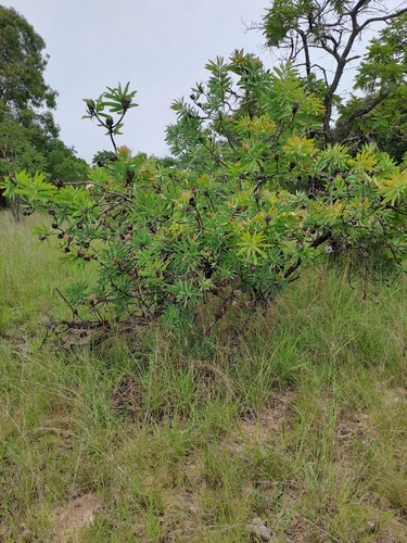 African sugarbush