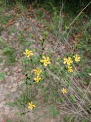 Hypericum drummondii