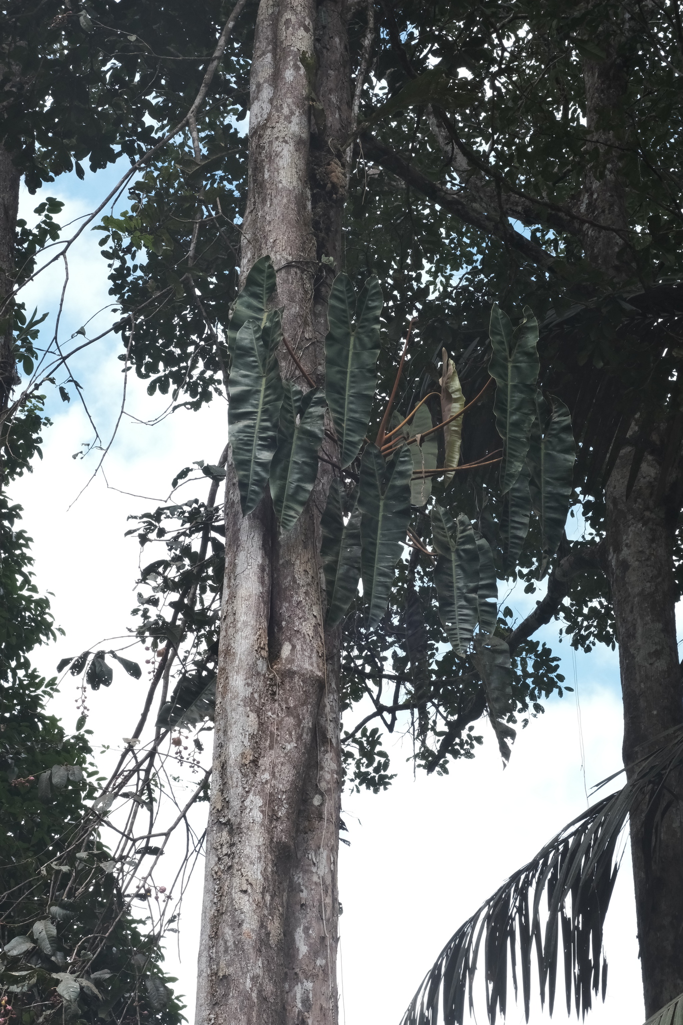 Philodendron billietiae