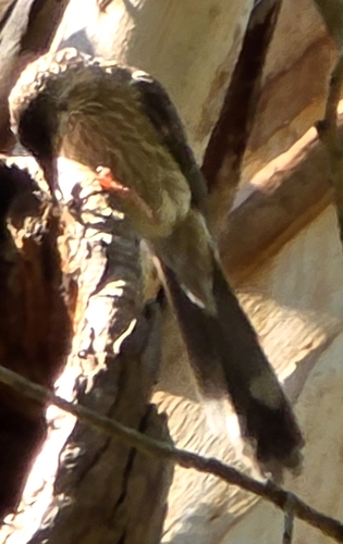 Red Wattlebird (Anthochaera carunculata), photo 4