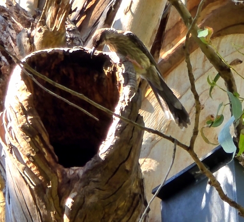 Red Wattlebird (Anthochaera carunculata), photo 5