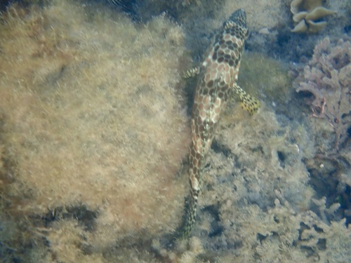 Birdwire rockcod (Epinephelus merra) — Serranidae