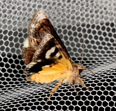 Zalissa catocalina