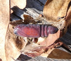 Ophiusa disjungens