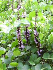 Macropsychanthus violaceus