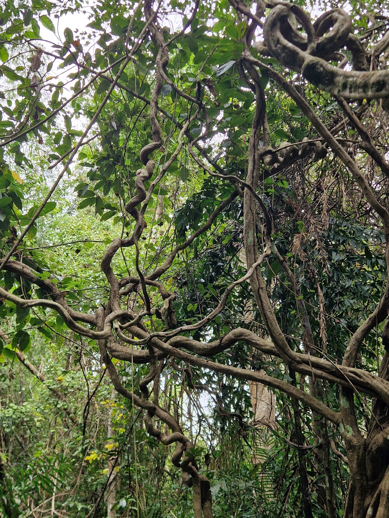 Phanera scandens (Phanera scandens)