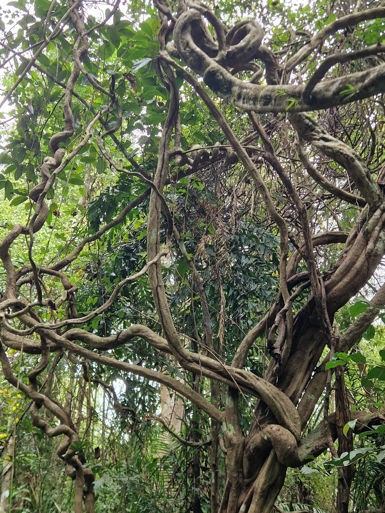 Phanera scandens — ảnh 2