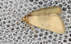 Heliocheilus moribunda
