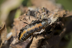 Omphalocera munroei
