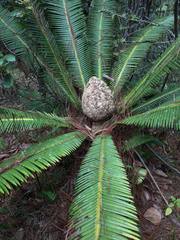 Dioon edule
