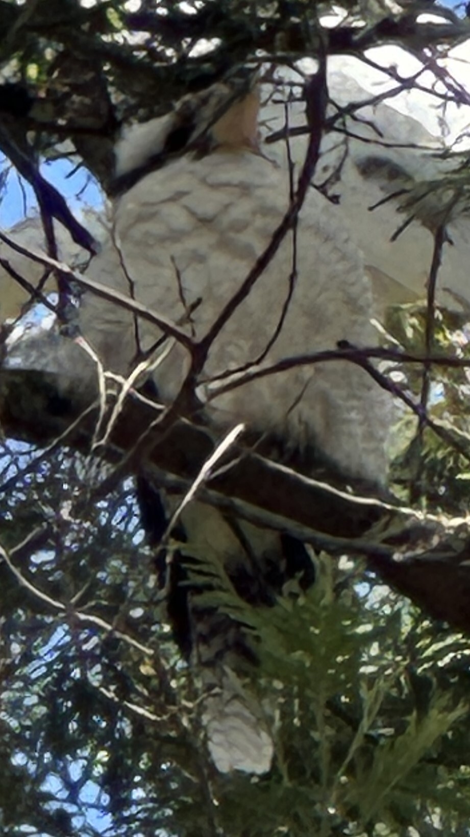 Laughing Kookaburra (Dacelo novaeguineae), photo 7