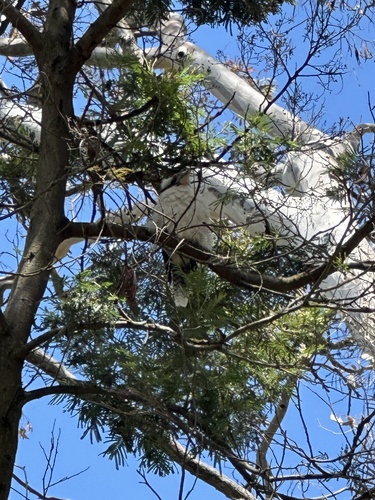 Laughing Kookaburra (Dacelo novaeguineae), photo 3