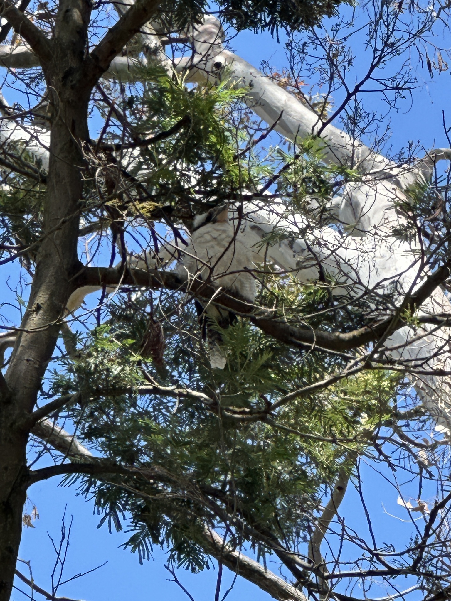 Laughing Kookaburra (Dacelo novaeguineae), photo 6