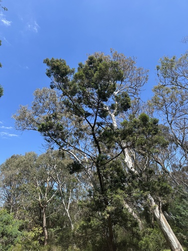 Laughing Kookaburra (Dacelo novaeguineae), photo 6