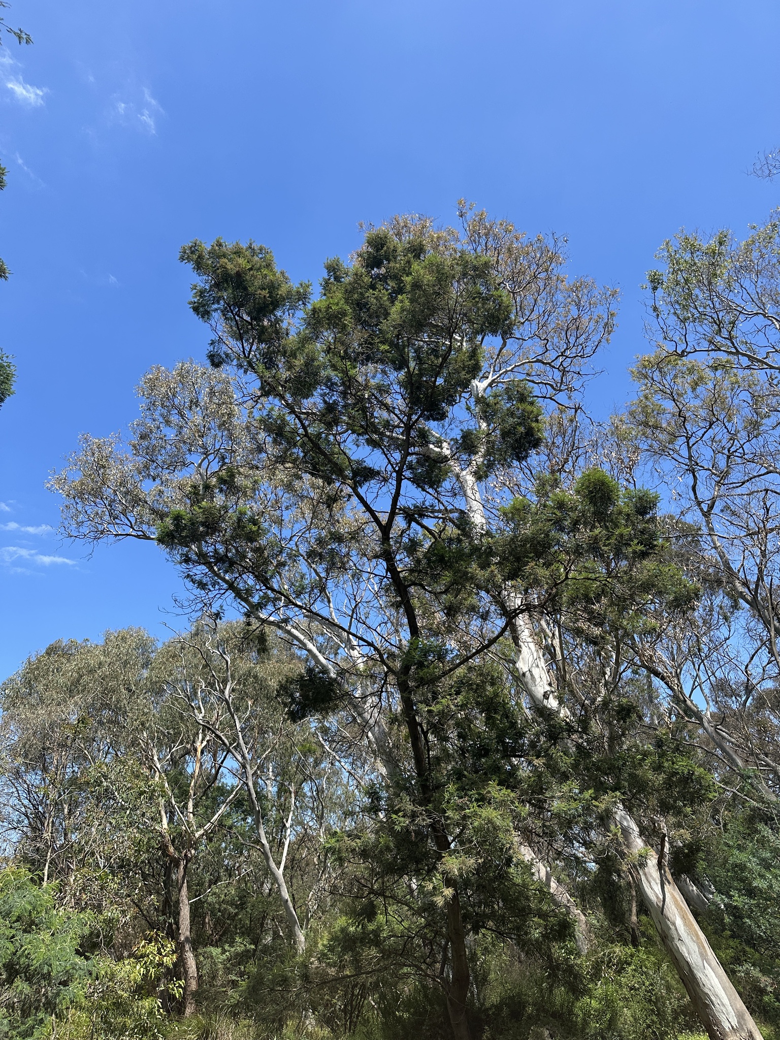 Laughing Kookaburra (Dacelo novaeguineae), photo 8