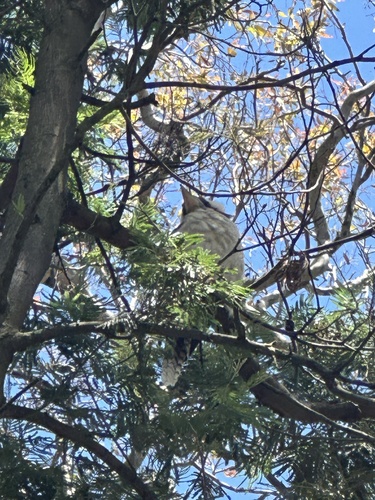 Laughing Kookaburra (Dacelo novaeguineae), photo 7