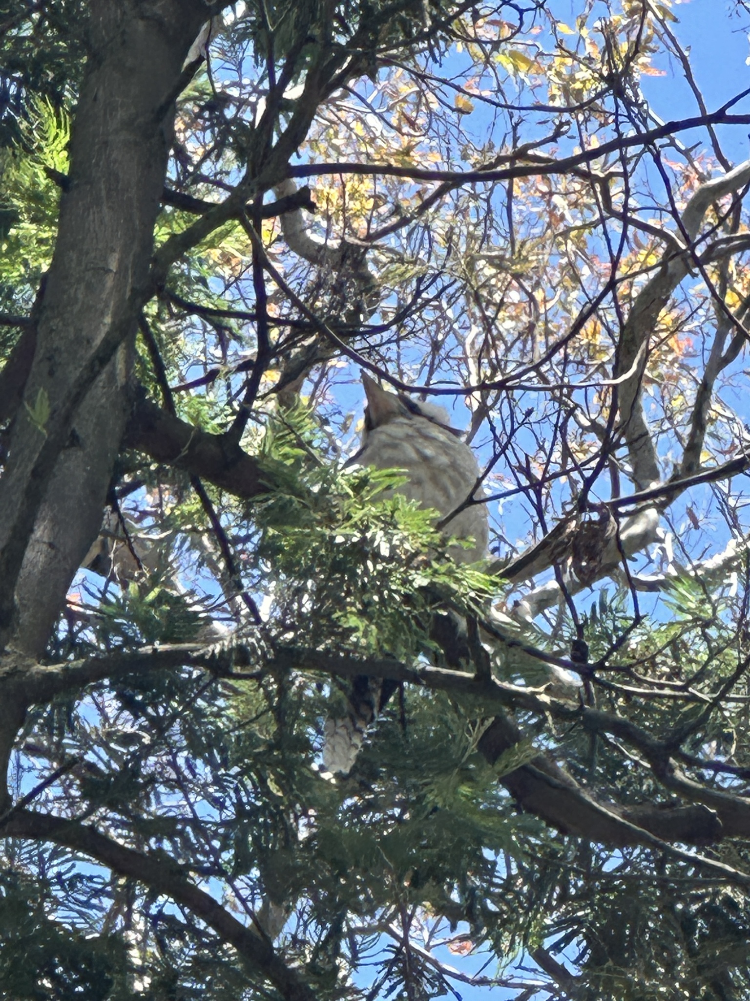 Laughing Kookaburra (Dacelo novaeguineae), photo 9