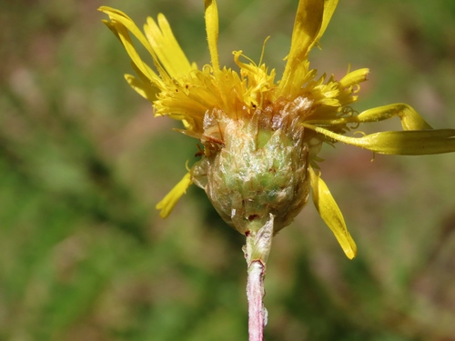 Podolepis decipiens, photograph 4