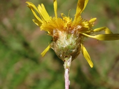 Podolepis decipiens, photograph (c) Elspeth Swan, some rights reserved (CC BY)