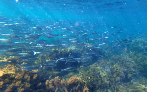 Australian salmon (Arripis truttacea) — Arripidae — 4