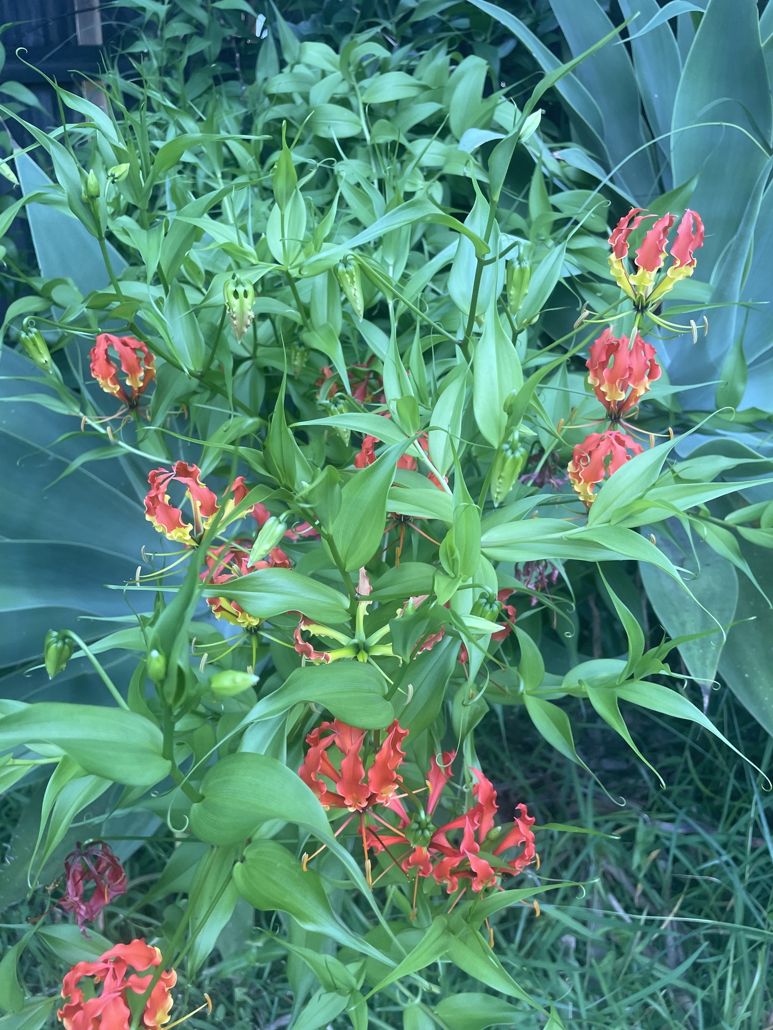 Imagem de Gloriosa