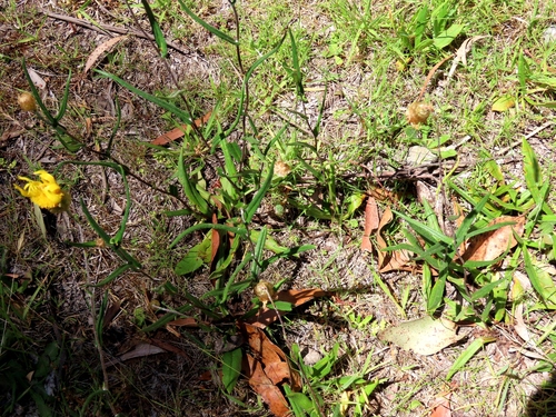 Podolepis decipiens, photograph 5