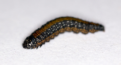 Omphalocera munroei