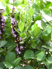 Macropsychanthus violaceus