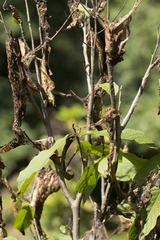 Omphalocera munroei