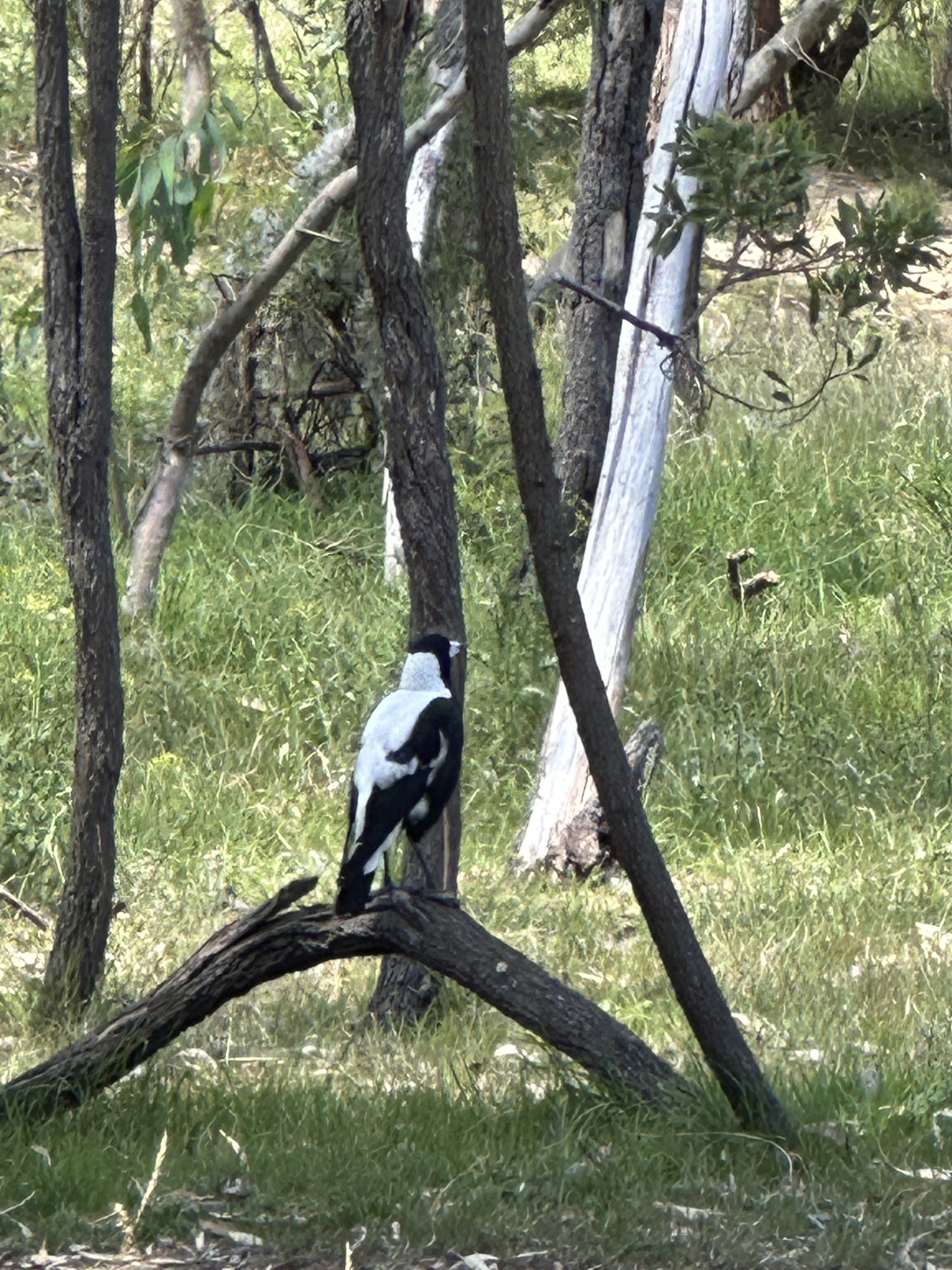 Australian Magpie (Gymnorhina tibicen), photo 6