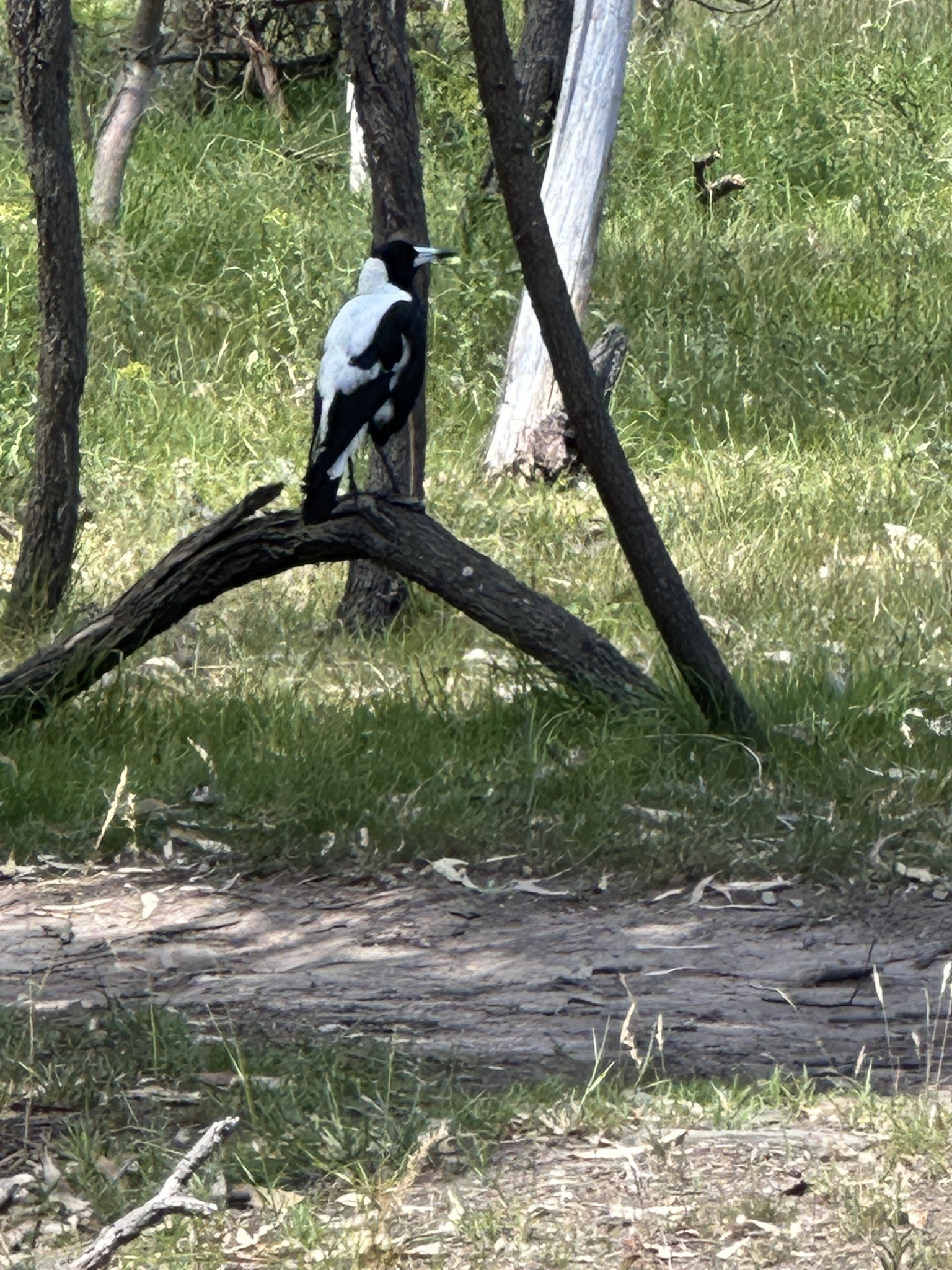 Australian Magpie (Gymnorhina tibicen), photo 5