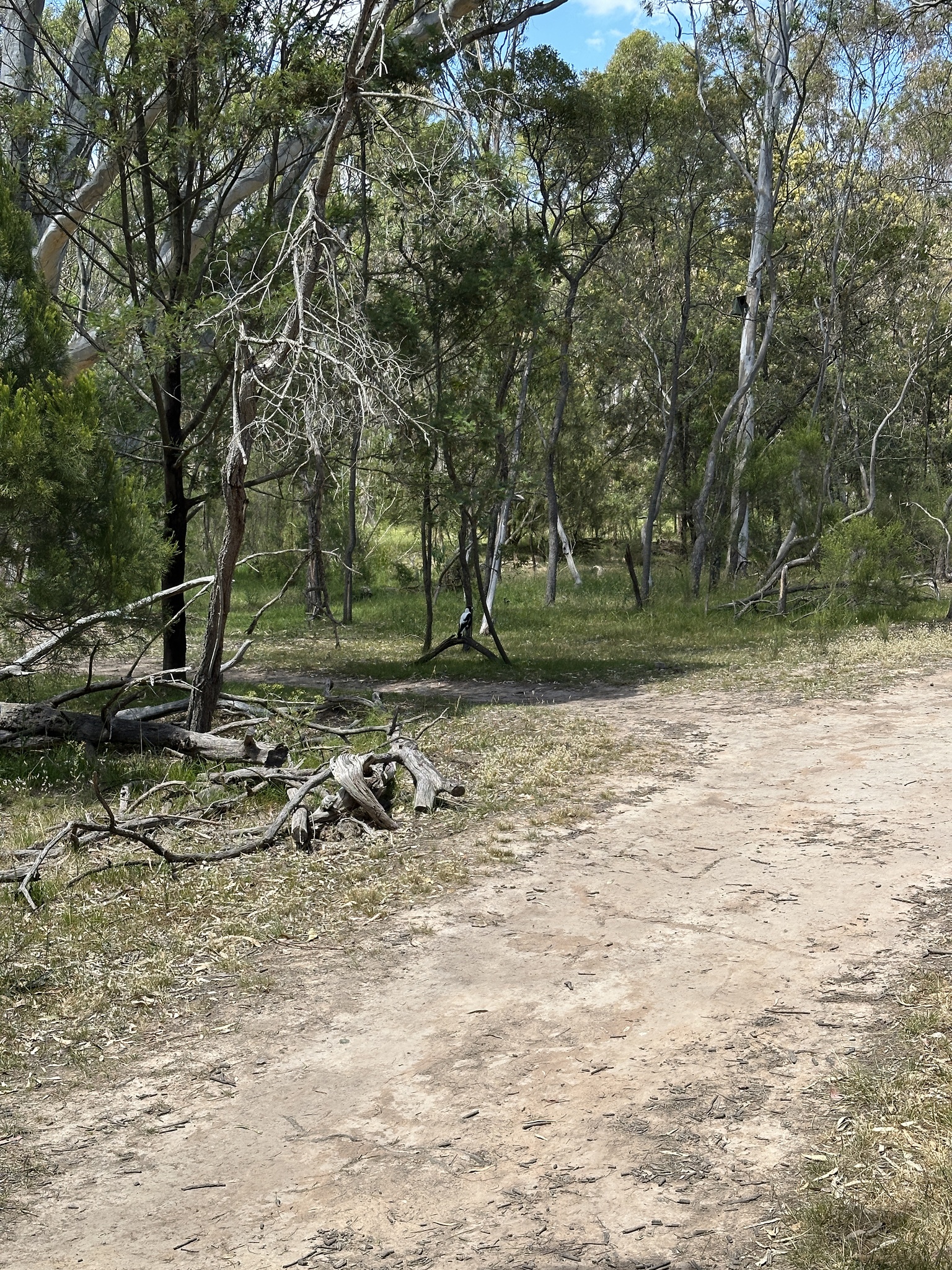 Australian Magpie (Gymnorhina tibicen), photo 4