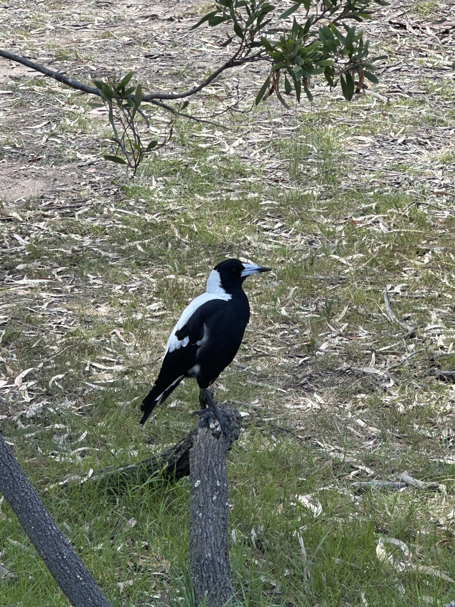Australian Magpie (Gymnorhina tibicen), photo 9
