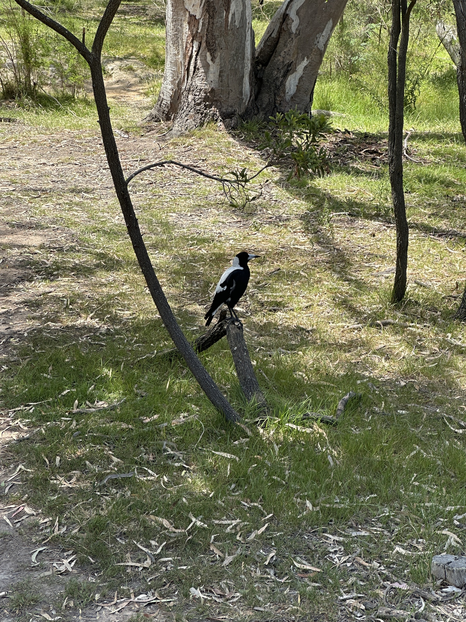Australian Magpie (Gymnorhina tibicen), photo 8