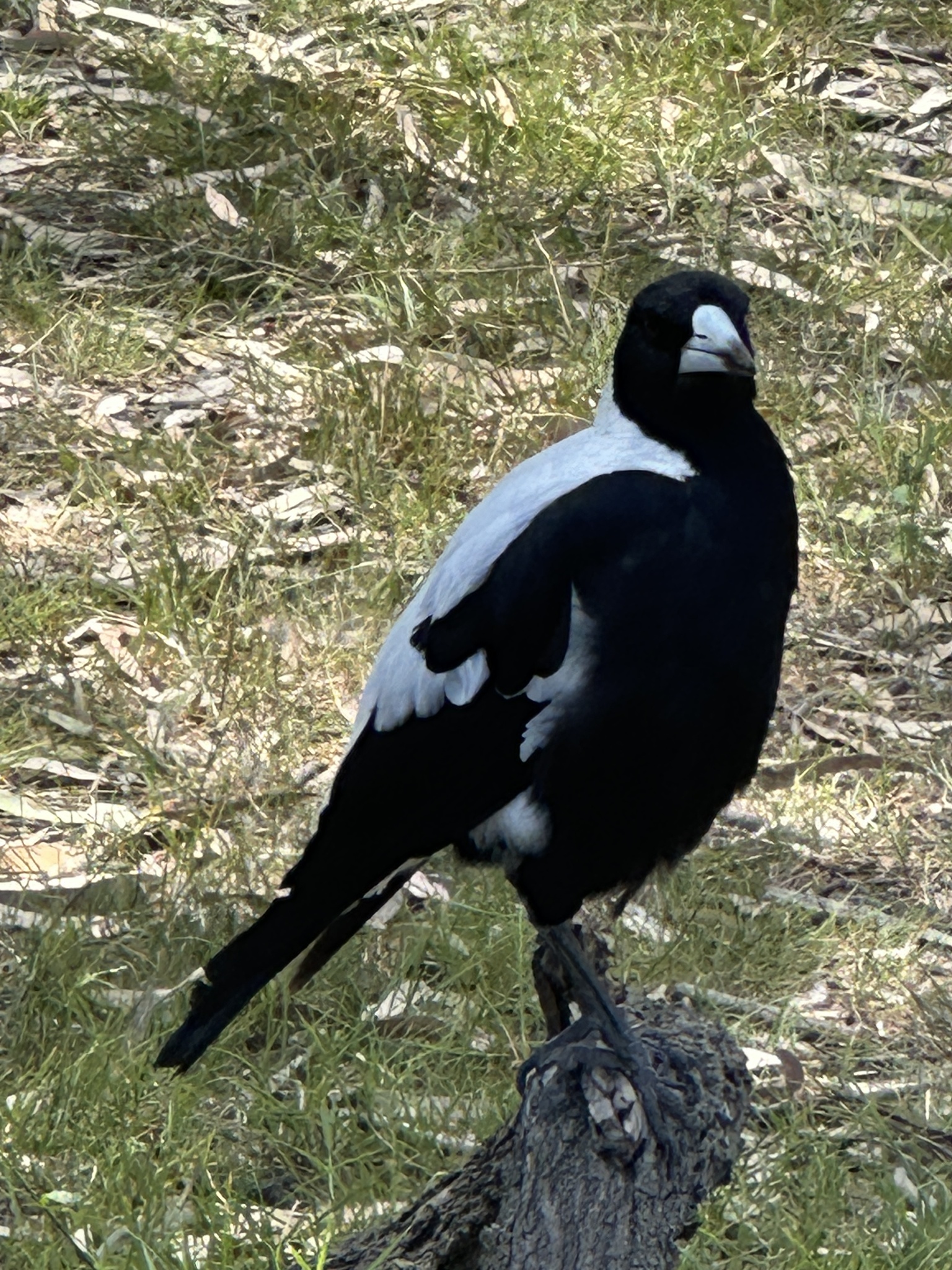 Australian Magpie (Gymnorhina tibicen), photo 3