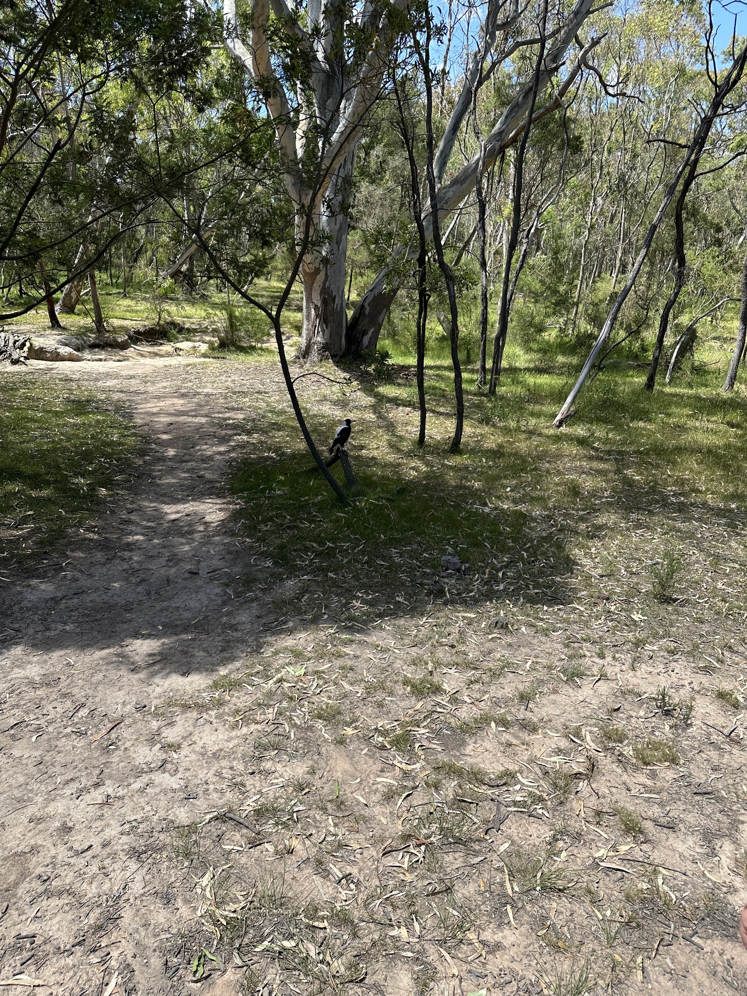 Australian Magpie (Gymnorhina tibicen), photo 7