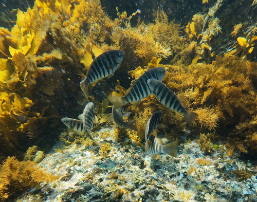 Stripey bream (Girella zebra) — Kyphosidae — 3