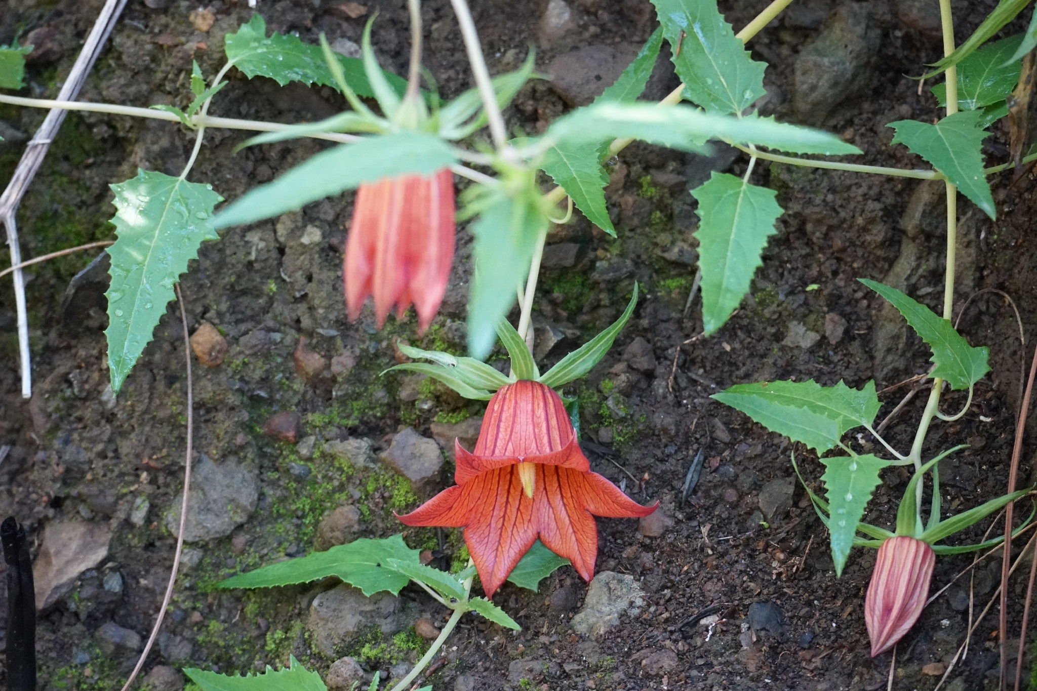 Canary bellflower