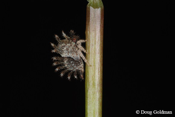 Two-horned Treehopper
