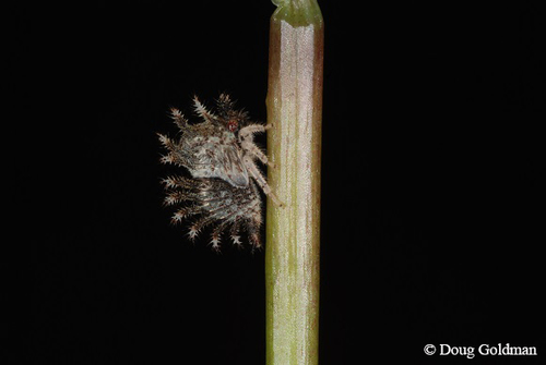 Two-horned Treehopper