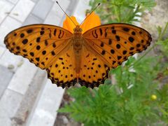 Argynnis hyperbius